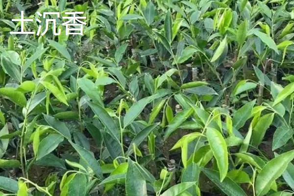 哪些树苗木有较好的种植前景，大乔木、工程苗、标准苗和造型苗等品种前景可观