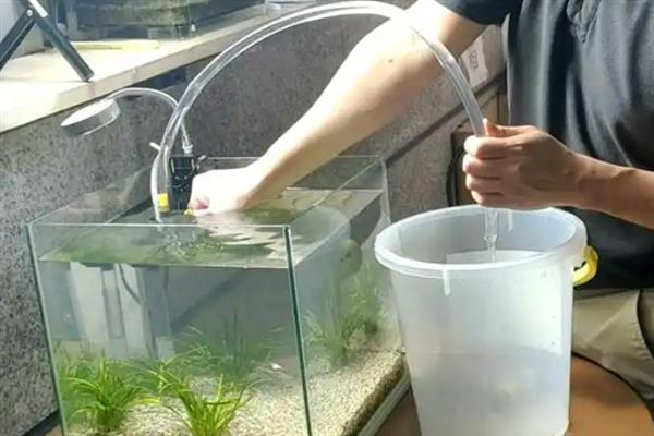 鱼缸为什么会爆藻，可能是水体营养太充足
