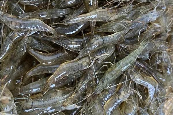 龙虾的种类，分为红虾、青虾和库虾