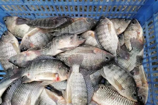 罗非鱼的养殖技术，保持养殖水温不可低于18℃