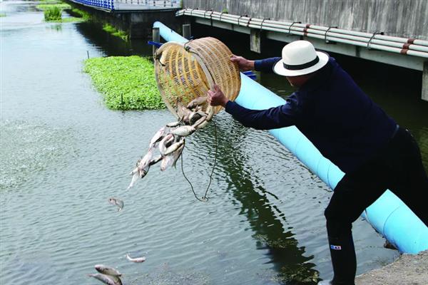 罗非鱼的养殖技术，保持养殖水温不可低于18℃