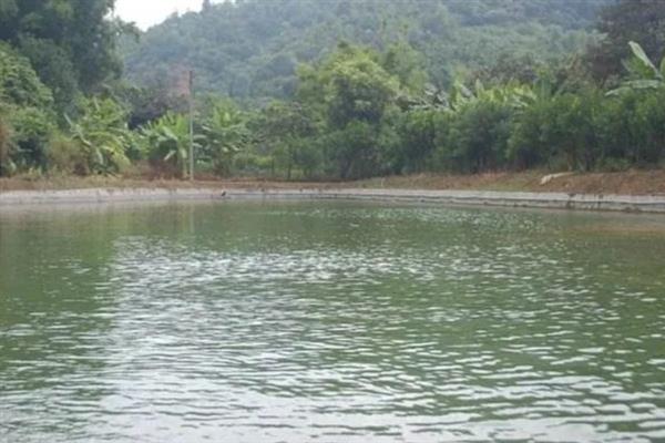 罗非鱼的养殖技术，保持养殖水温不可低于18℃