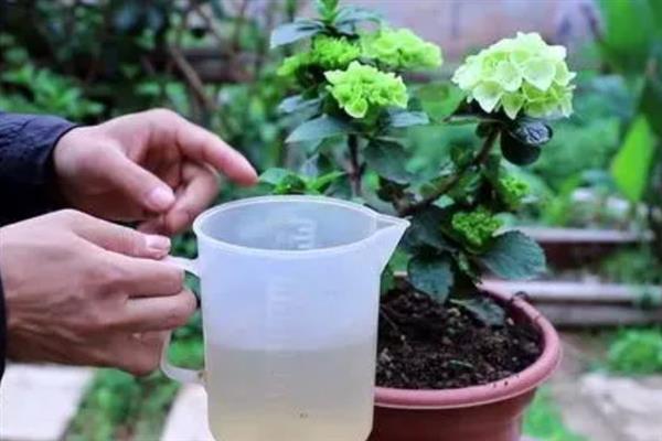 如何繁殖绣球花，以扦插、压条、分株为主