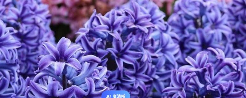 适合水培的植物有哪些，有风信子、吊兰、绿萝等