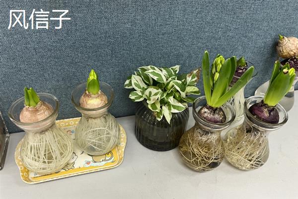 适合水培的植物有哪些，有风信子、吊兰、绿萝等