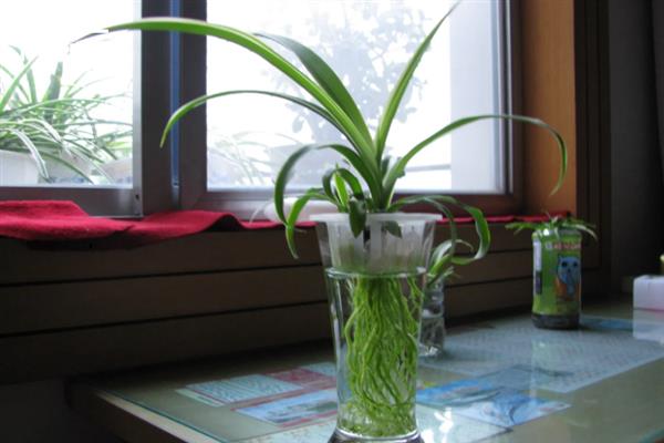 适合水培的植物有哪些，有风信子、吊兰、绿萝等
