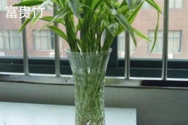 适合水培的植物有哪些，有风信子、吊兰、绿萝等