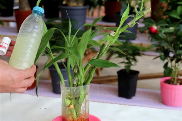 适合水培的植物有哪些，有风信子、吊兰、绿萝等