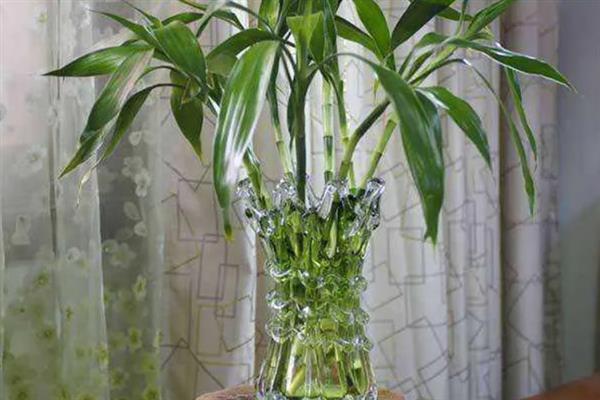 适合水培的植物有哪些，有风信子、吊兰、绿萝等