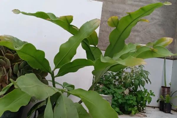 昙花叶子冻坏如何处理，剪除受冻叶片并消毒然后保持适温