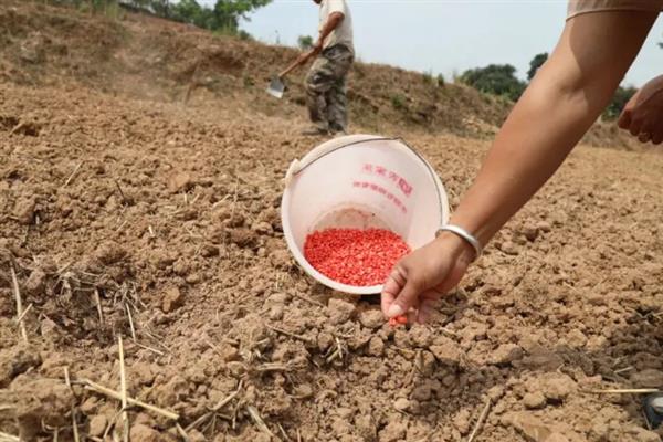 怎么种玉米，一般以点播为主
