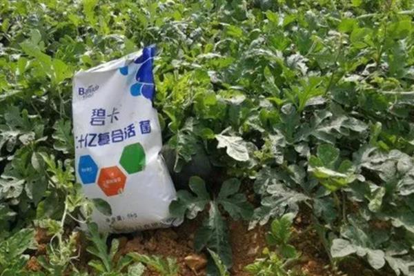 西瓜如何施肥才能高产，膨大期喷施硼砂混合液可增产10-20%