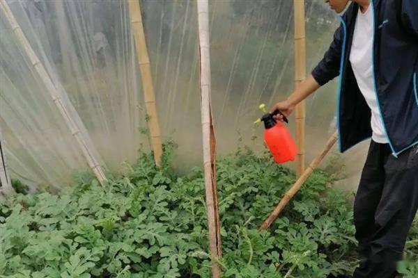 西瓜如何施肥才能高产，膨大期喷施硼砂混合液可增产10-20%