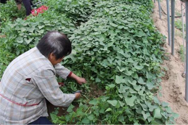 怎么培育红薯苗，在每年春季的3-4月份进行