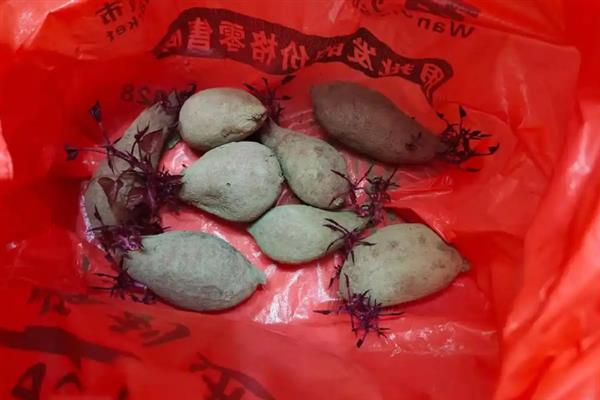 怎么培育红薯苗，在每年春季的3-4月份进行