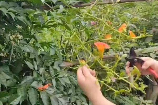 为什么凌霄花光长叶子不开花，可能是阳光不足或修剪不当所致