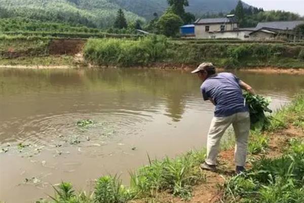 1亩鱼塘可以养多少草鱼，可以养800-1000尾草鱼