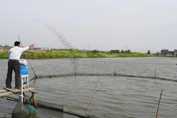1亩鱼塘可以养多少草鱼，可以养800-1000尾草鱼
