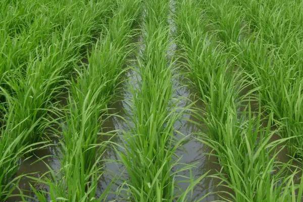 扬泰优5046水稻品种简介，秧田亩播种量10.0千克