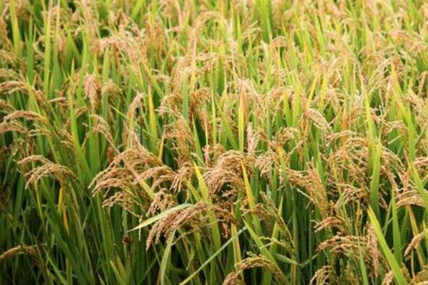 扬泰优5046水稻品种简介，秧田亩播种量10.0千克