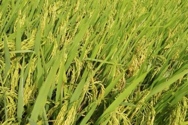 扬泰优5046水稻品种简介，秧田亩播种量10.0千克