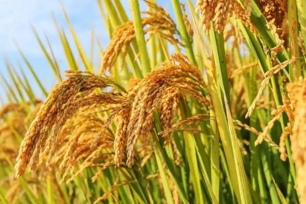 扬泰优5221水稻种子简介，秧田亩播种量10.0千克