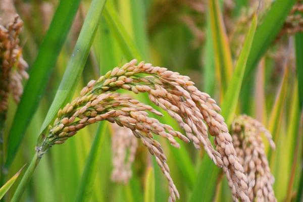 奇两优翠香水稻种子特征特性，每亩有效穗数20.8万