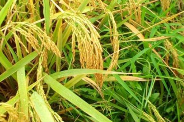 美香优又丝苗水稻品种简介，秧田亩播种量15千克左右