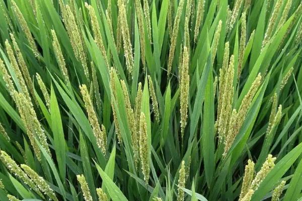 青香优油香水稻种子特征特性，每亩有效穗数17.8万穗