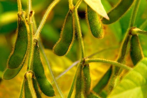 中联豆2109大豆种子特点，结荚鼓粒期及时防治大豆食心虫