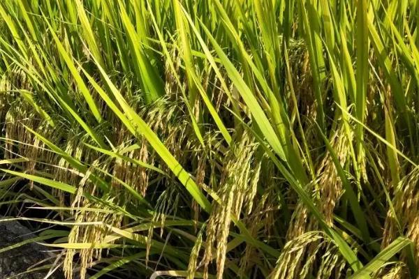 中两优326水稻品种的特性，每亩有效穗数18.5万穗