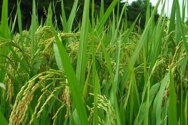 两优5043水稻种子介绍，一般4月下旬—5月上旬播种