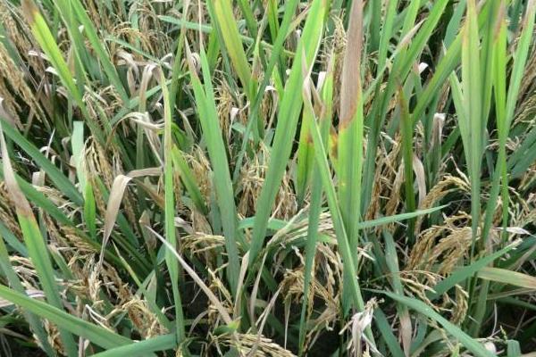 两优5043水稻种子介绍，一般4月下旬—5月上旬播种
