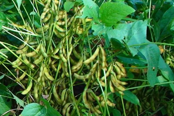 冈鲜豆2号大豆品种的特性，根据前茬肥力