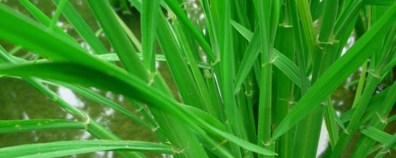 两优5043水稻种子介绍，一般4月下旬—5月上旬播种