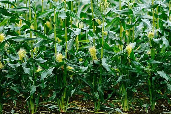 JK803玉米种子介绍，全生育期灌水3-4次