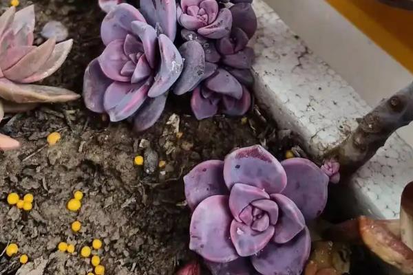 把紫乐养成悬崖老桩的方法，生长期间要让盆土保持湿润