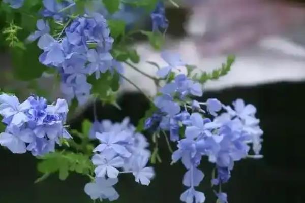 蓝雪花的花语，寓意冷淡、忧郁等