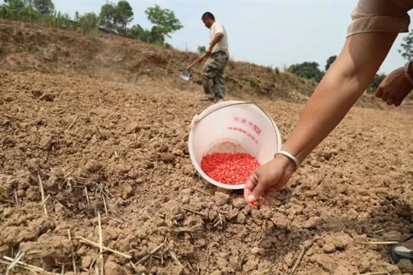 种植玉米的时间，大多为4-6月份