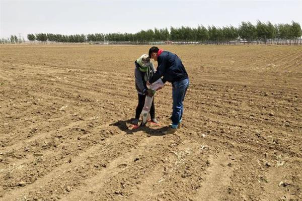 种植玉米的时间，大多为4-6月份