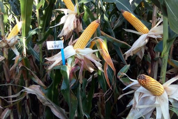 种植玉米的时间，大多为4-6月份