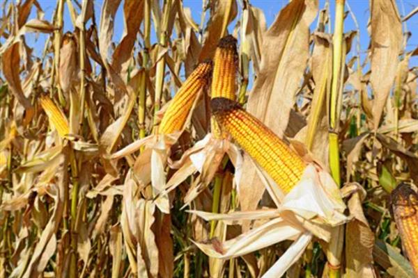 种植玉米的时间，大多为4-6月份