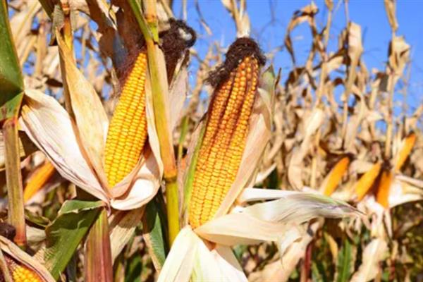 种植玉米的时间，大多为4-6月份