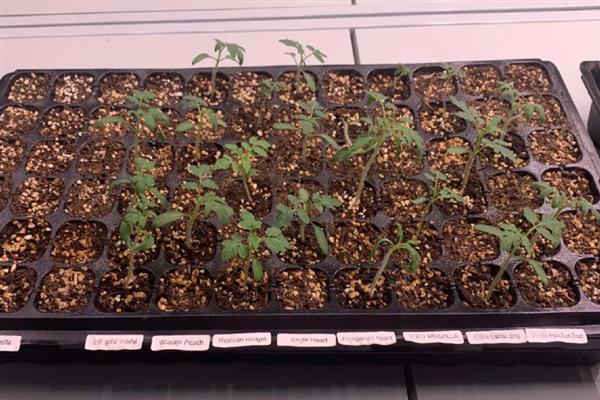 阳台如何种辣椒，定植后需浇施定根水