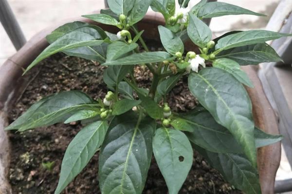 阳台如何种辣椒，定植后需浇施定根水
