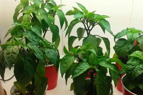 阳台如何种辣椒，定植后需浇施定根水