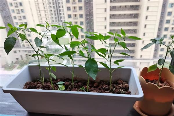 阳台如何种辣椒，定植后需浇施定根水