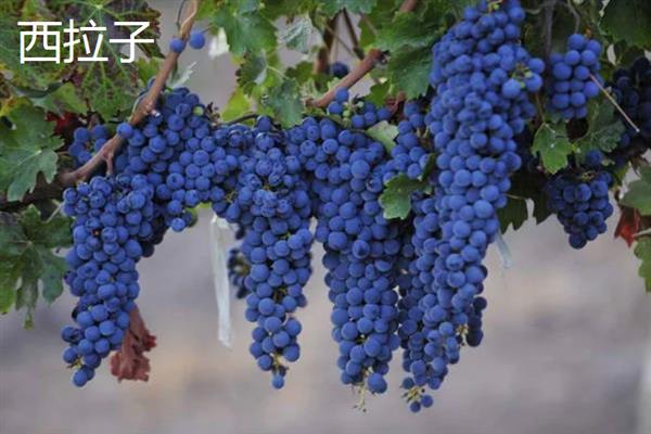 葡萄酒怎么酿造，将葡萄与糖一起捣碎再密封过滤