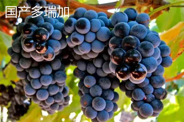 葡萄酒怎么酿造，将葡萄与糖一起捣碎再密封过滤