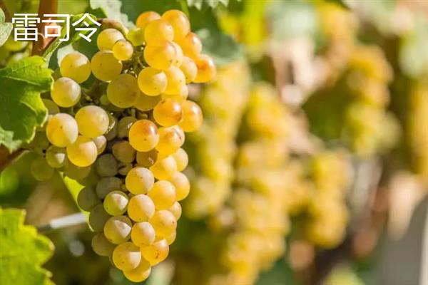 葡萄酒怎么酿造，将葡萄与糖一起捣碎再密封过滤